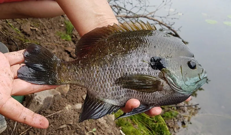 블루길_Bluegill_03.jpg 미국에서 종종 보이는 블루길 하이브리드