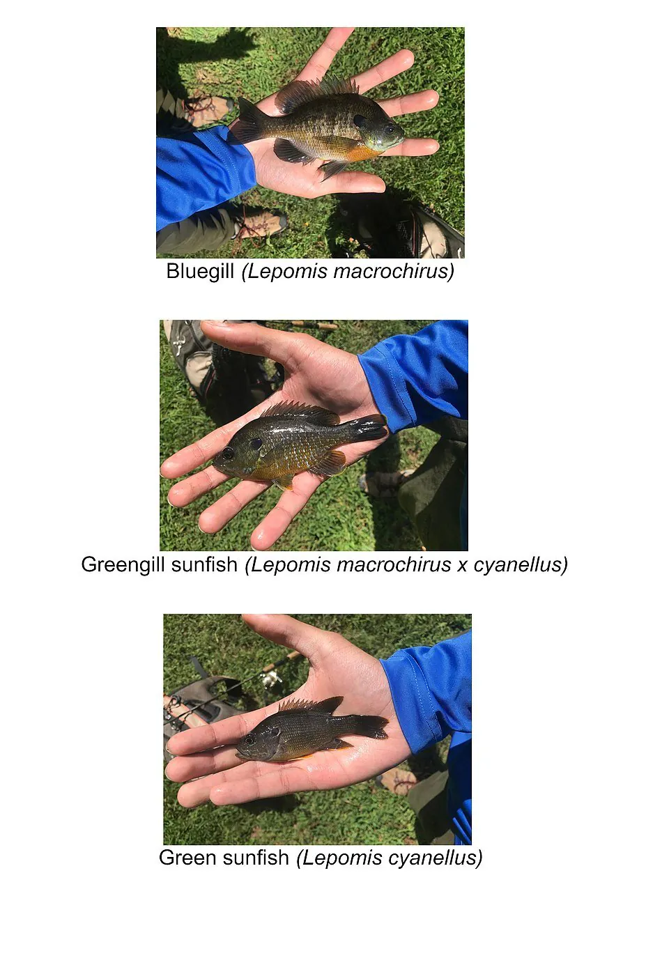 Bluegill,_Greengill_sunfish,_Green_sunfish_comparison_chart_1.jpg 미국에서 종종 보이는 블루길 하이브리드
